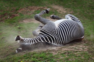 zebra-in-dust-4872x3248_16000